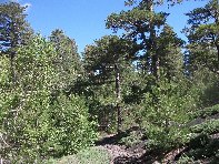 nte Baracca-20100606 032